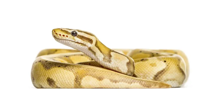 Framed Print : Firefly python, isolated on white