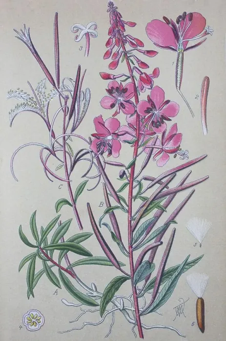 Framed Print : Fireweed (Epilobium angustifolium) Framed Print : Fireweed (Epilobium angustifolium)
