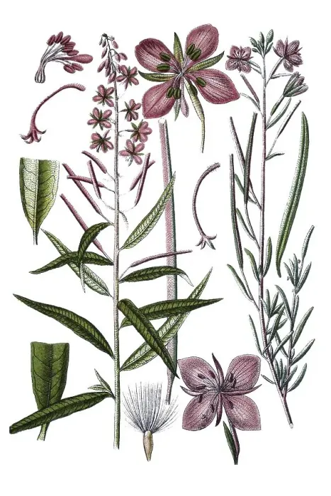 Framed Print : Fireweed, Rosebay willowherb (Epilobium angustifolium) on the left