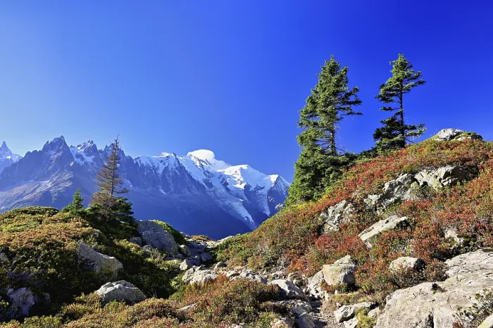 Framed Print : Firs stand in an autumnal landscape with the snow-covered Mont Blanc massif in the background