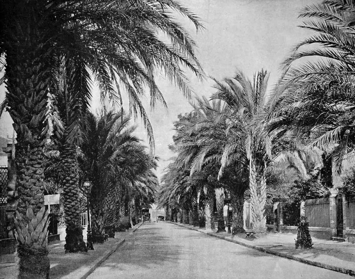 Framed Print : One of the first autotype photographs of L'Avenue des Palmiers