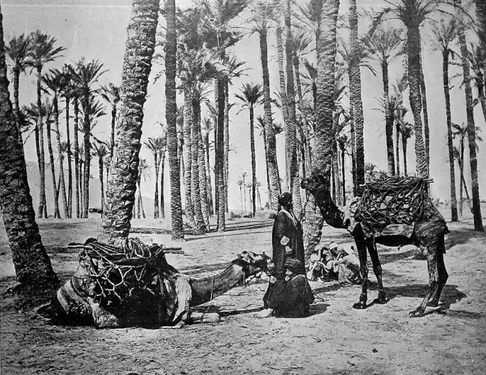 Framed Print : One of the first autotype photographs of the Oasis de Touggourt Framed Print : One of the first autotype photographs of the Oasis de Touggourt