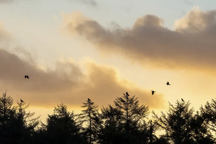 Framed Print : In the first morning light, some ravens (Corvus corax) gather at the edge of the forest