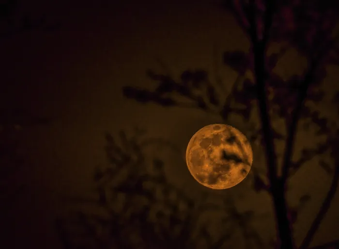 Framed Print : First night of waxing gibbon moon after the April full moon behind a blurred out tree in the foreground as seen from a