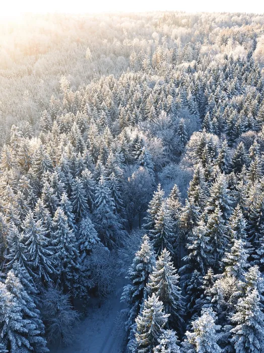 Framed Print : The first rays of sunshine of the day break through the snow-covered trees of the forest