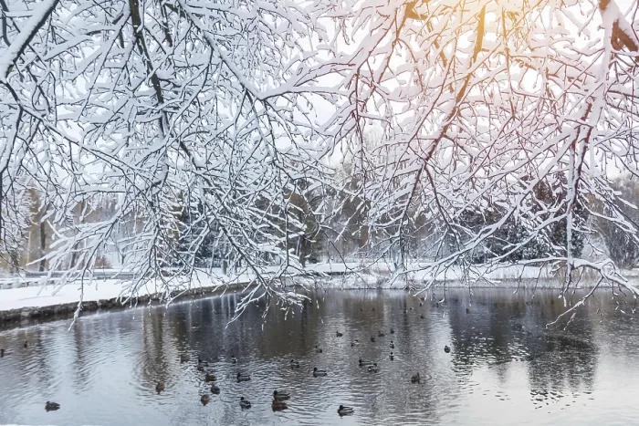 Framed Print : First snow in the city park with ducks on an icy pond and a bench covered with snow Framed Print : First snow in the city park with ducks on an icy pond and a bench covered with snow