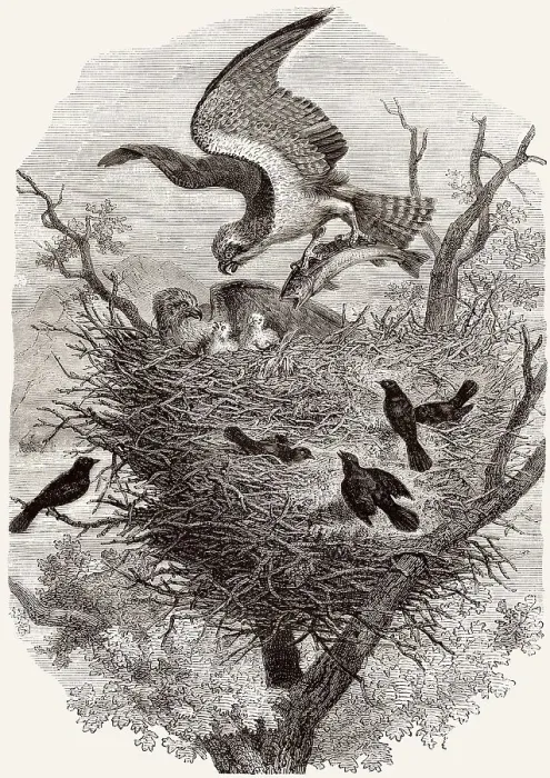 Framed Print : Fischadler-Nest, Illustration 19. Jahrhundert Framed Print : Fischadler-Nest, Illustration 19. Jahrhundert