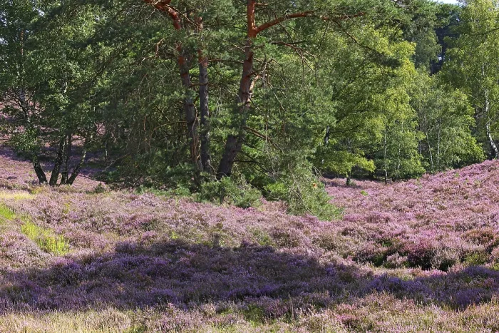 Framed Print : Fischbeker Heide nature reserve