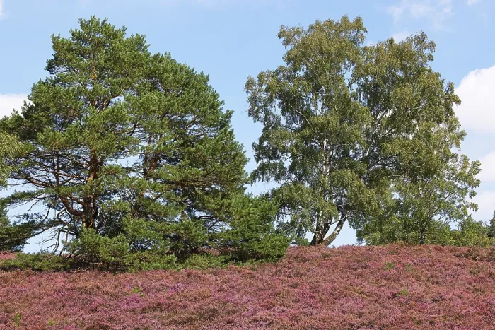 Framed Print : Fischbeker Heide nature reserve