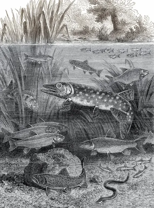 Framed Print : Fische in schnell fliessenden Gewaessern