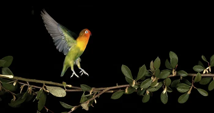 Framed Print : Fischer's Lovebird (agapornis fischeri) Framed Print : Fischer's Lovebird (agapornis fischeri)