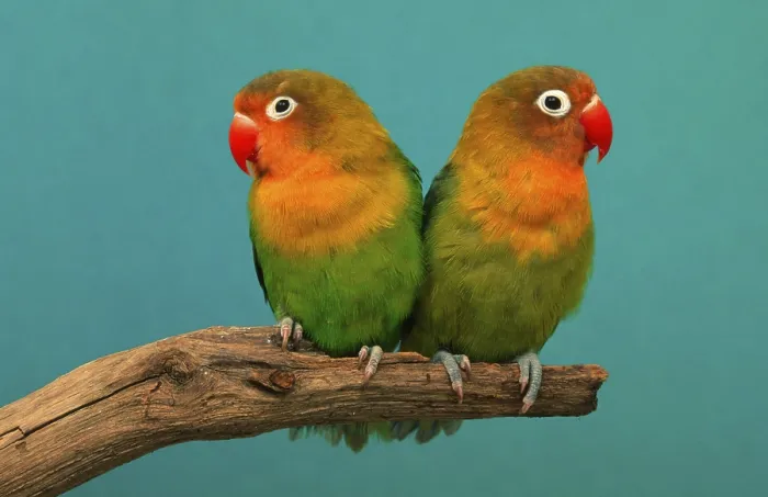 Framed Print : Fischer's Lovebird (Agapornis fischeri) Framed Print : Fischer's Lovebird (Agapornis fischeri)