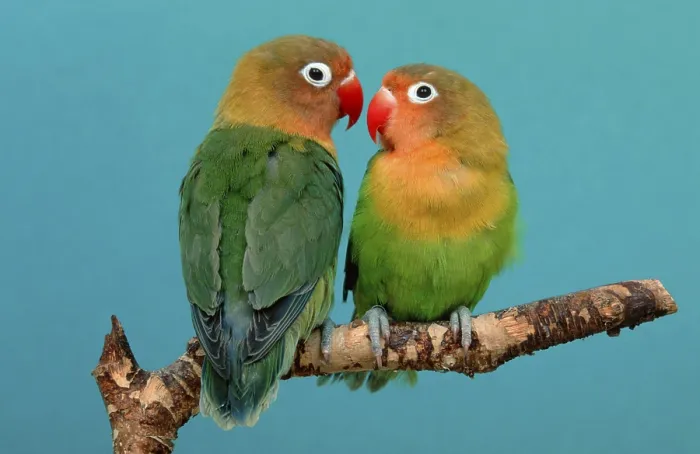 Framed Print : Fischer's Lovebirds (Agapornis fischeri) Framed Print : Fischer's Lovebirds (Agapornis fischeri)