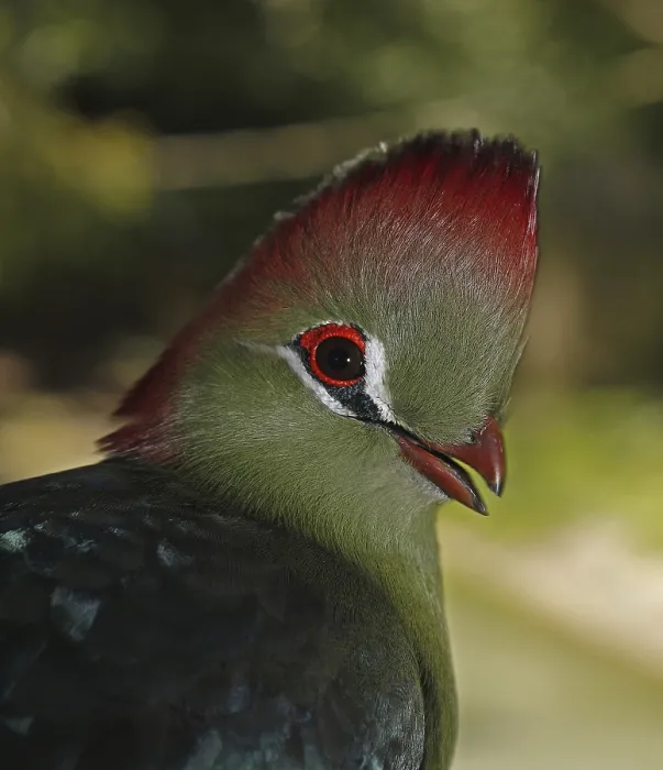 Framed Print : Fischer's Turaco, tauraco corythaix fischeri Framed Print : Fischer's Turaco, tauraco corythaix fischeri
