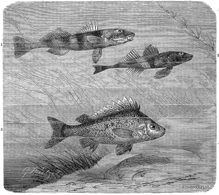 Framed Print : Fish, 1. aspro zingel, Zingel, a species of fish from the family of the true perch