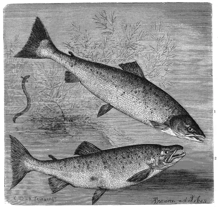 Framed Print : Fish, 1. Atlantic salmon (Salmo salar)