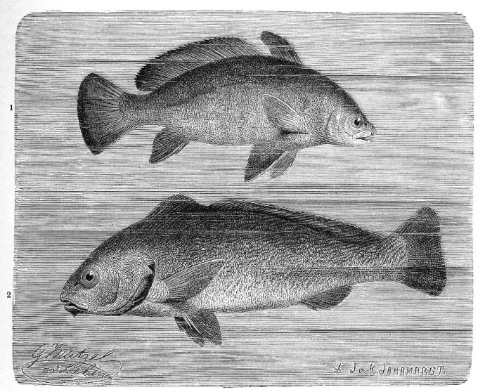 Framed Print : Fish, 1. brown meagre (Corvina nigra) syn