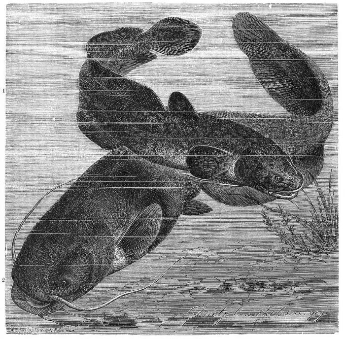 Framed Print : Fish, 1. burbot (Lota lota), bony fish of the burbot family Framed Print : Fish, 1. burbot (Lota lota), bony fish of the burbot family