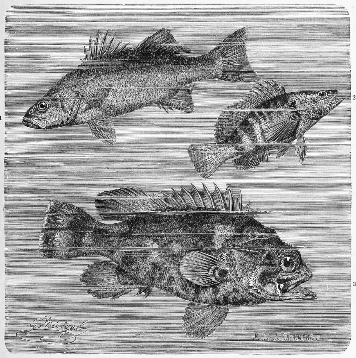 Framed Print : Fish, 1. European sea bass or sea bass Framed Print : Fish, 1. European sea bass or sea bass