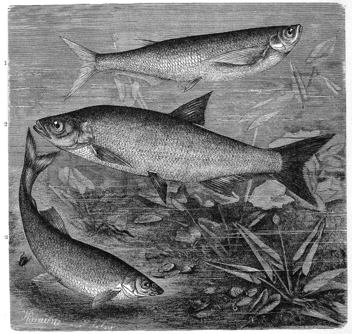 Framed Print : Fish, 1. goat, also sabre carp (Pelecus cultratus)