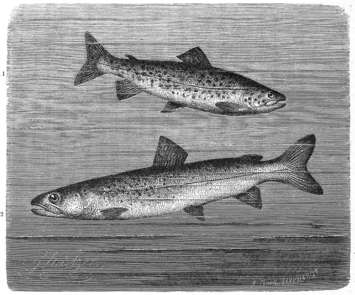 Framed Print : Fish, 1. lake trout (Salmo trutta) lacustris Framed Print : Fish, 1. lake trout (Salmo trutta) lacustris