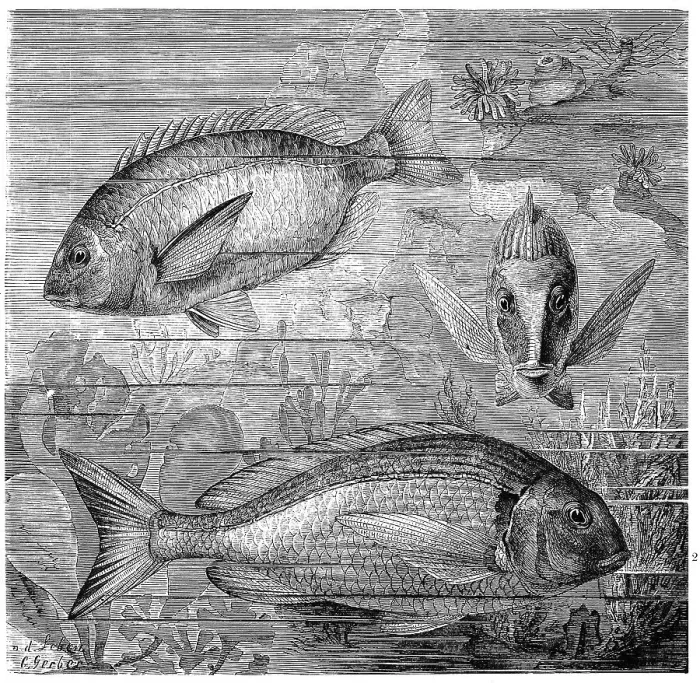 Framed Print : Fish, 1. ringed sea bream, Diplodus anularis Framed Print : Fish, 1. ringed sea bream, Diplodus anularis