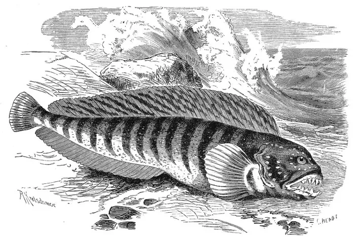 Framed Print : Fish, atlantic wolffish (Anarhichas lupus) Framed Print : Fish, atlantic wolffish (Anarhichas lupus)
