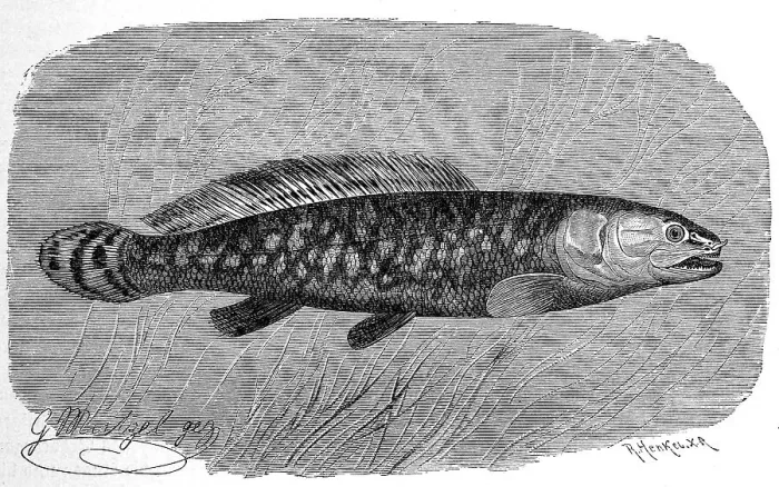 Framed Print : Fish, Bald Pike or American bowfin (Amia calva)
