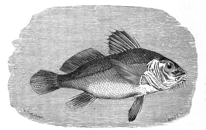 Framed Print : Fish, black drum (Pogonias cromis) or Bearded umber
