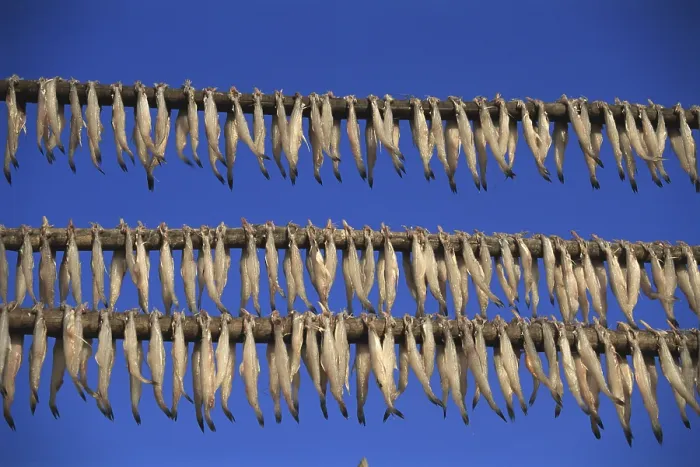 Framed Print : Fish Bombil drying at Uttan, Bombay Mumbai