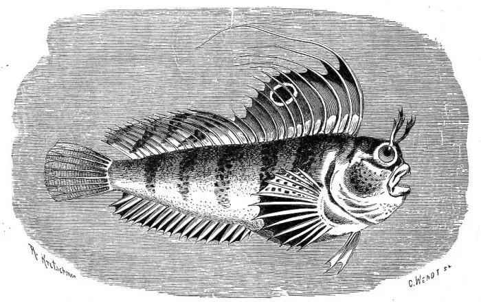 Framed Print : Fish, butterfly blenny (Blennius ocellaris)