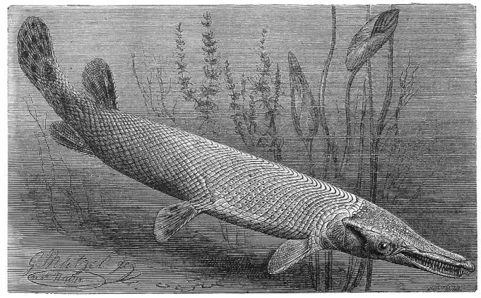 Framed Print : Fish, Cayman fish, longnose gar (Lepisosteus osseus) (Lepisosteidae)