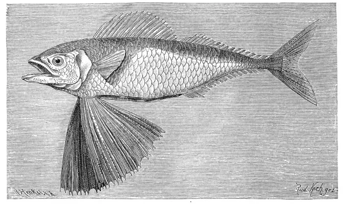 Framed Print : Fish, Channel fanfish, Large scale mackerel (Gasterochisma melampus)