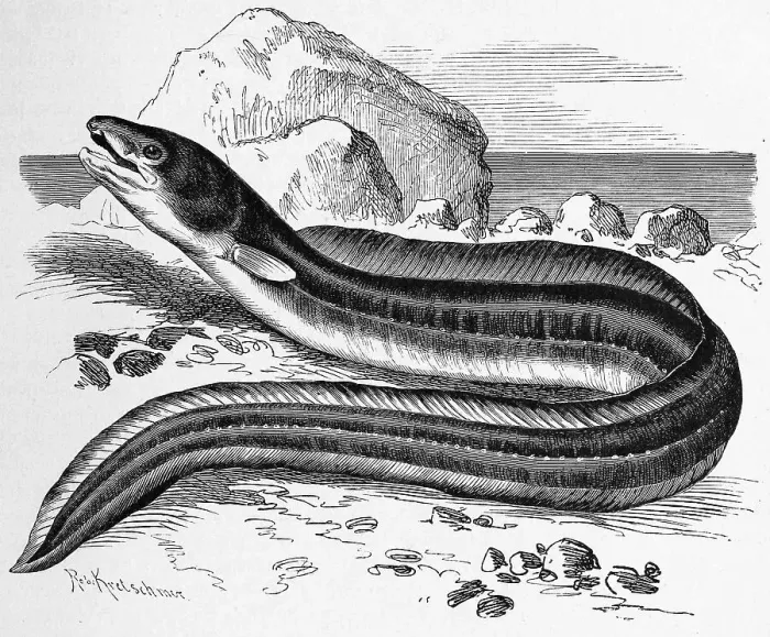 Framed Print : Fish, conger, Conger conger, or sea eel Framed Print : Fish, conger, Conger conger, or sea eel