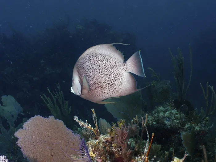 Framed Print : A fish with a dot pattern, Gray angelfish (Pomacanthus arcuatus)