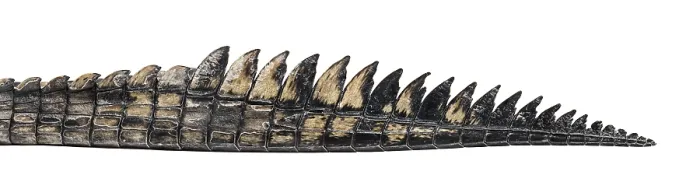 Framed Print : Detail of a Fish-eating crocodile tail Framed Print : Detail of a Fish-eating crocodile tail