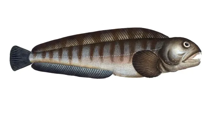 Framed Print : Fish, Fische, Anarihchas lupus, der Seewolf, the Wolf fish, Historic, digitally restored reproduction from a 19th century original, Record date not stated