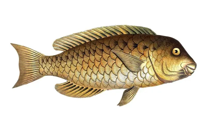 Framed Print : Fish, Fische, Scarus cretensis, der griechische Papageifisch, the greccian Parrot-fish, Historical, digitally restored reproduction from a 19th century original, Record date not stated Framed Print : Fish, Fische, Scarus cretensis, der griechische Papageifisch, the greccian Parrot-fish, Historical, digitally restored reproduction from a 19th century original, Record date not stated