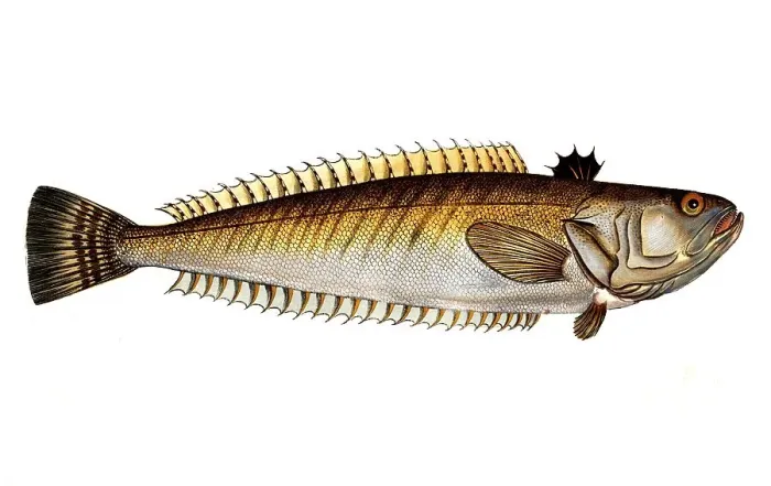 Framed Print : Fish, Fische, Trachinus draco, das Petermaennchen, the common weever, Historic, digitally restored reproduction from a 19th century original, Record date not stated