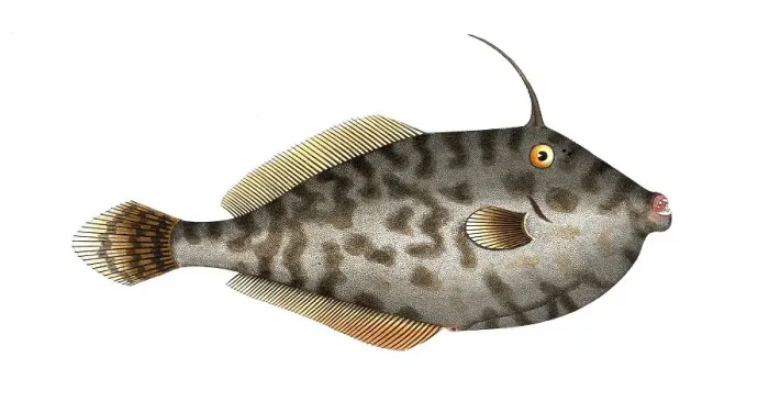 Framed Print : Fish, Fish, Balistes Monoceros, Monoceros fish, The Mingo, Historical, digitally restored reproduction from a 19th century original, Record date not stated Framed Print : Fish, Fish, Balistes Monoceros, Monoceros fish, The Mingo, Historical, digitally restored reproduction from a 19th century original, Record date not stated