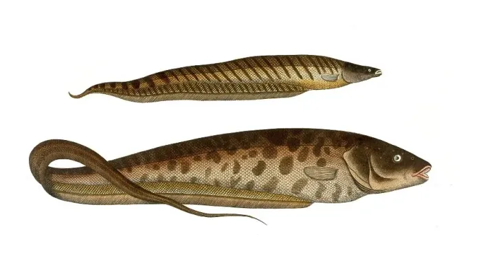 Framed Print : Fish, fish, below: Gymnotus carapo, the longtail. top: Gymnotus brachiurus, the short tail, Historical, digitally restored reproduction from a 19th century original, Record date not stated Framed Print : Fish, fish, below: Gymnotus carapo, the longtail. top: Gymnotus brachiurus, the short tail, Historical, digitally restored reproduction from a 19th century original, Record date not stated