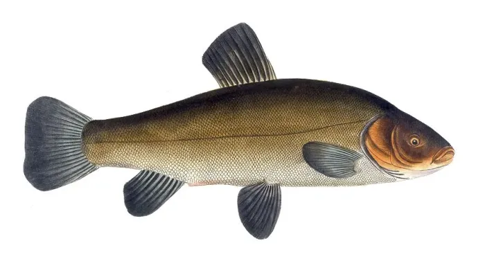 Framed Print : Fish, Fish, Cypirnus Tinca, Tinca tinca, Tench or doctor fish, Historic, digitally restored reproduction from a 19th century original, Record date not stated
