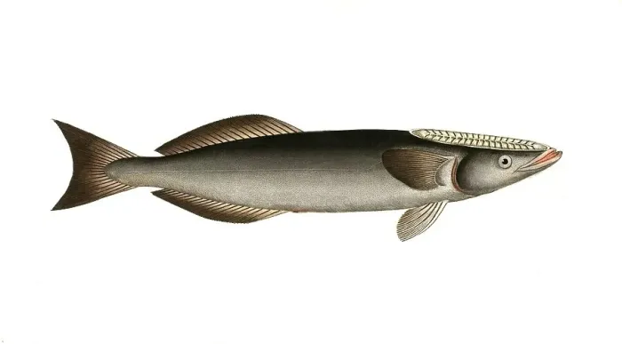 Framed Print : Fish, Fish, Echeneis Remora, Common remora, sharksucker, Historical, digitally restored reproduction from a 19th century original, Record date not stated
