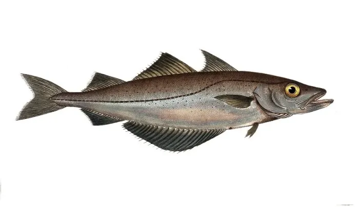Framed Print : Fish, Fish, Family of cod, Gadus pollachius, the Pollac, the Pollack, Historical, digitally restored reproduction from a 19th century original, Record date not stated