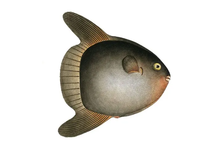 Framed Print : Fish, Fish, Family of hedgehog fish, Diodon mola, Sun-fish, the swimming head, The Sun-fish, pilot fish, Historical, digitally restored reproduction from a 19th century original, Record date not stated