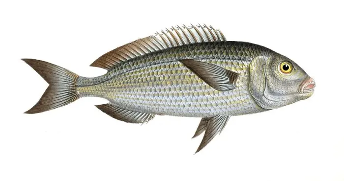 Framed Print : Fish, fish, family of sea bream, Sparus salpa, the Goldlin, Historic, digitally restored reproduction from a 19th century original, Record date not stated