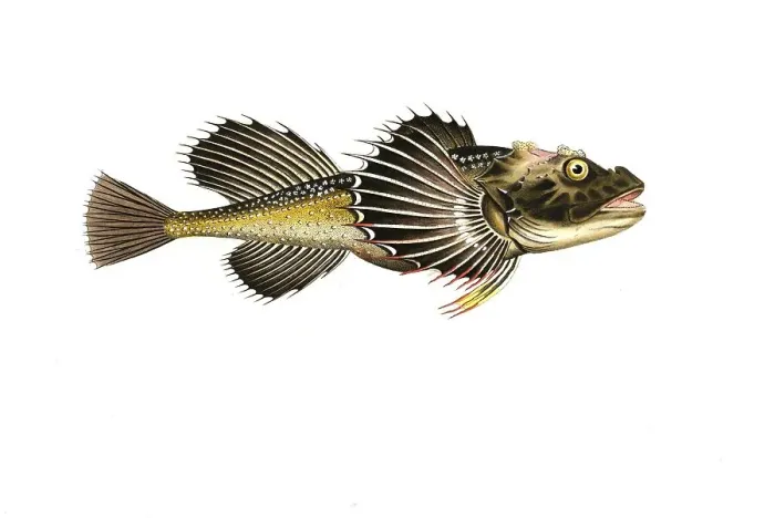 Framed Print : Fish, Fish, Fish genus from the bullhead family, Cottus Quadricornis, Sea bullhead, Fourhorn sculpin, Sculpin, Historical, digitally restored reproduction from a 19th century original, Record date not stated Framed Print : Fish, Fish, Fish genus from the bullhead family, Cottus Quadricornis, Sea bullhead, Fourhorn sculpin, Sculpin, Historical, digitally restored reproduction from a 19th century original, Record date not stated