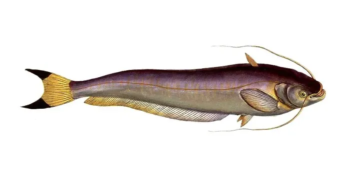 Framed Print : Fish, Fish, Fish genus from the family of the true catfishes within the order of the catfishes, Silurus bimaculatus, Historical, digitally restored reproduction from a 19th century original, Record date not stated Framed Print : Fish, Fish, Fish genus from the family of the true catfishes within the order of the catfishes, Silurus bimaculatus, Historical, digitally restored reproduction from a 19th century original, Record date not stated