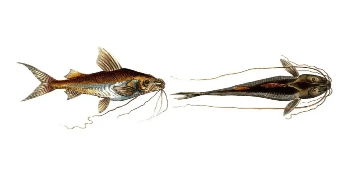 Framed Print : Fish, Fish, Fish genus from the family of the true catfishes within the order of the catfishes, Silurus clarias, Silurus ascita, Historical, digitally restored reproduction from an original from the 19th century, Record date not stated