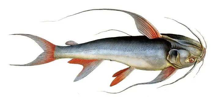 Framed Print : Fish, Fish, Fish genus from the family of the true catfishes within the order of the catfishes, Silurus bagre, Historical, digitally restored reproduction from an original from the 19th century, Record date not stated
